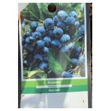 TIFBLUE BLUEBERRY BUSH