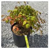 FIREPOWER NANDINA SHRUB
