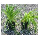 (2) STELLA DE ORO DAYLILY PERENNIAL