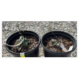 (2) THORNLESS TRIPLE CROWN BLACKBERRY BUSH