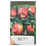 HONEYCRISP APPLE TREE