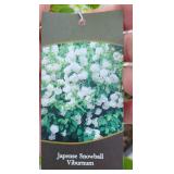 SNOWBALL VIBURNUM SHRUB (HUGE)