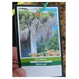 AMETHYST FALLS WISTERIA VINES