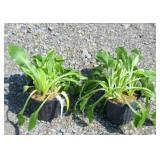 (2) ALBO MARGINATA HOSTA