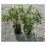 (2) PINK DELIGHT BUTTERFLY BUSHES