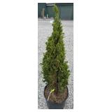 DEGROOTS SPIRE ARBORVITAE TREE 3 TO 4 FOOT
