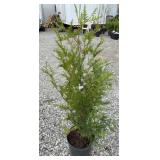 GREEN GIANT ARBORVITAE TREE