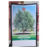 CORKSCREW WILLOW TREE