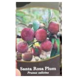 SANTA ROSA PLUM TREE
