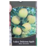 YELLOW DELICIOUS APPLE TREE