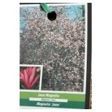 JANE MAGNOLIA TREE