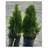 (2) EMERALD GREEN ARBORVITAE TREES