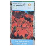 AUTUMN BLAZE MAPLE TREE