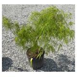 JAPANESE KOTO-NO-ITO MAPLE TREE