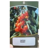 LAPIN CHERRY FRUIT TREE