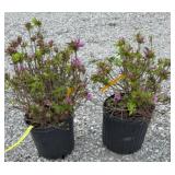 (2) AZALEA (HERBERT PURPLE) SHRUB