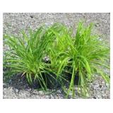 (3) STELLA DE ORO DAYLILY PERENNIAL