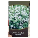 SNOWBALL VIBURNUM SHRUB (HUGE)