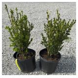 (2) WINTERGREEN BOXWOOD SHRUBS