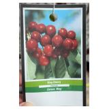 BING CHERRY FRUIT TREE