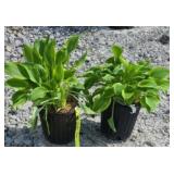 (2) GOLDEN TIARA HOSTA