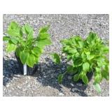 (2) GOLDEN TIARA HOSTA