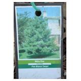 (2) WHITE PINE TREE 2 FOOT