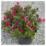 AZALEA (HINO CRIMSON RED) SHRUB