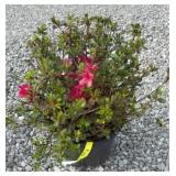 AZALEA (HINO CRIMSON RED) SHRUB