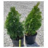 (2) EMERALD GREEN ARBORVITAE TREES