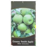 GRANNY SMITH APPLE TREE