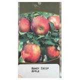 HONEYCRISP APPLE TREE