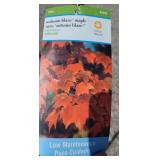 AUTUMN BLAZE MAPLE TREE