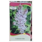 OLD FASHIONED LILAC SHRUB