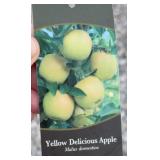 YELLOW DELICIOUS APPLE TREE