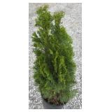 EMERALD GREEN ARBORVITAE TREE