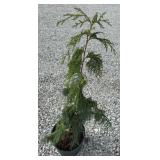 WEEPING ALASKAN CEDAR TREE