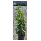 GREEN GIANT ARBORVITAE TREE