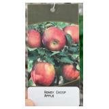 HONEYCRISP APPLE TREE