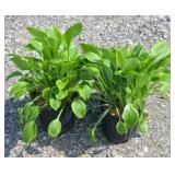 (2) GOLDEN TIARA HOSTA