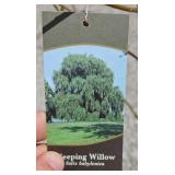 WEEPING WILLOW TREE