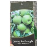 GRANNY SMITH APPLE TREE