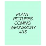 APHRODITE ROSE OF SHARON ALTHEA BUSH