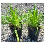 (2) LITTLE WINE CUP DAYLILY PERENNIAL