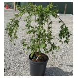 WEEPING SNOW FOUNTAIN CHERRY TREE (SHORT GRAFT)