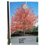 OCTOBER GLORY MAPLE TREE