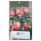 HONEYCRISP APPLE TREE