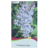 OLD FASHIONED LILAC SHRUB