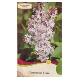 (2) OLD FASHIONED LILAC SHRUB