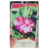 ARDENS ROSE OF SHARON ALTHEA BUSH (PURPLE)